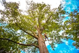 Best Fruit Tree Pruning  in Kuna, ID