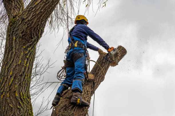 Best Tree Risk Assessment  in Kuna, ID