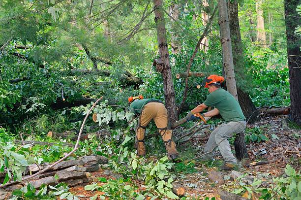 Best Arborist Consultation Services  in Kuna, ID