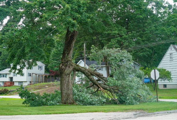 Kuna, ID Tree Removal Company