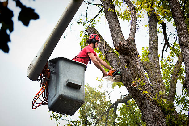 Best Tree Removal  in Kuna, ID