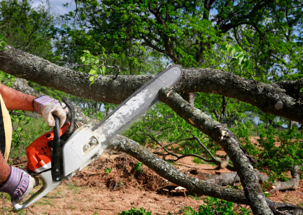 How Our Tree Care Process Works  in  Kuna, ID